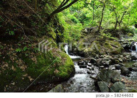 新緑の大柳川渓谷 新緑の大柳川渓谷 58244602