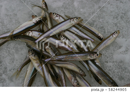 ワカサギ釣り 58244905