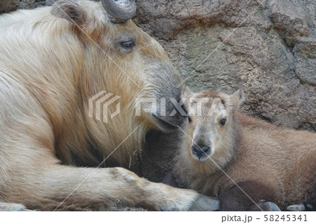 ゴールデンターキンの親子 58245341