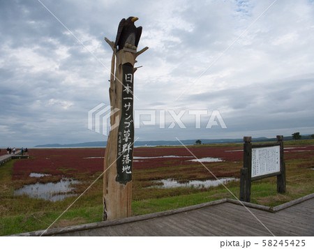 能取湖　卯原内サンゴ草群落地 58245425