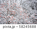 柿の木と雪景色 58245688