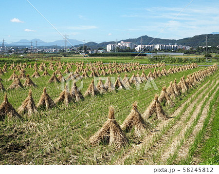 天日干し 稲の立ちわら 天日干し 稲の立ちわら 58245812