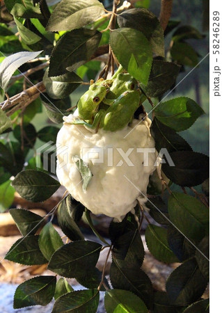 モリアオガエルの産卵 58246289