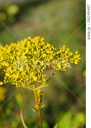 濃い黄色が美しい晩夏のオミナエシ 58246467