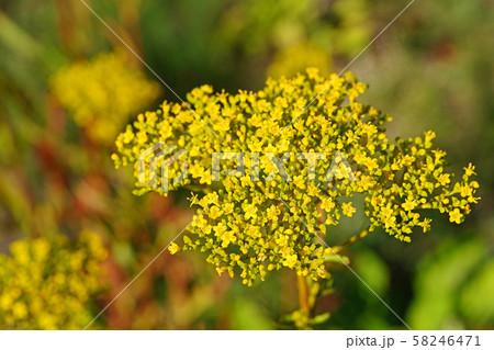 濃い黄色が美しい晩夏のオミナエシ 濃い黄色が美しい晩夏のオミナエシ 58246471