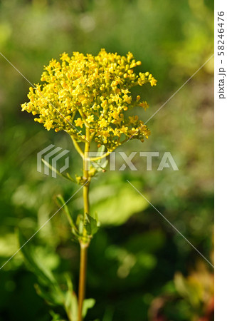 濃い黄色が美しい晩夏のオミナエシ 58246476