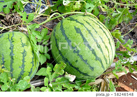 だいぶん大きくなってきた大玉縞西瓜 ウリ科 初めての畑 食べ物イメージ素材の写真素材