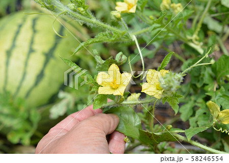 縞西瓜の黄色い花 ウリ科 初めての畑 食べ物イメージ素材の写真素材