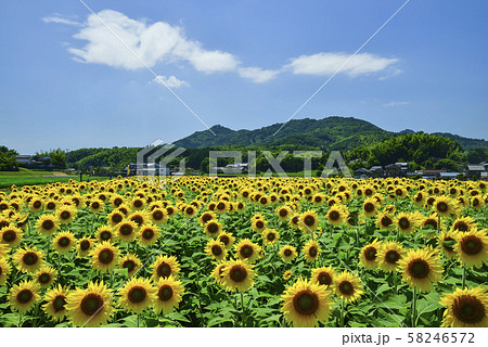 ひまわりの里まんのうひまわり畑 ひまわりの里まんのうひまわり畑 58246572