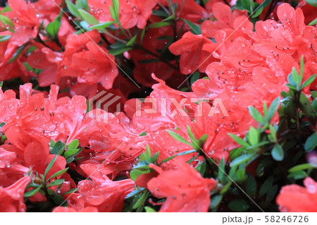 キリシマツツジ 58246726