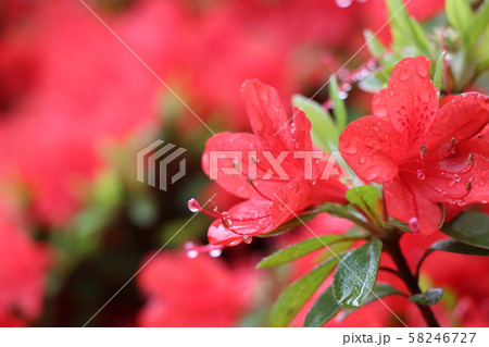 キリシマツツジ 58246727