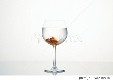 little goldfish moving in wineglass of water 58246910