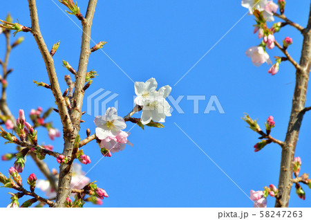 青空を背景として、苔清水と推定されるサクラの樹の枝の花を撮影した写真 青空を背景として、苔清水と推定されるサクラの樹の枝の花を撮影した写真 58247263