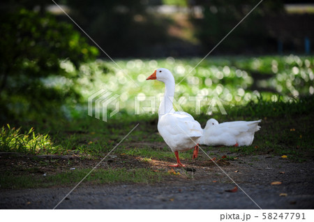 アヒル 鳥 家畜 58247791
