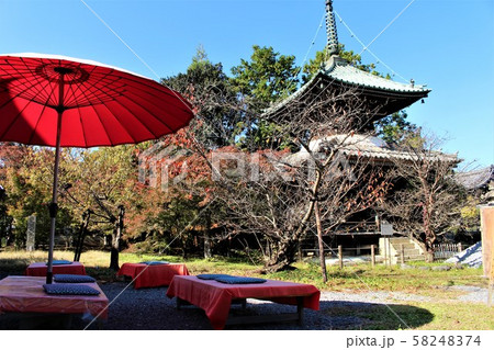 清凉寺の紅葉と多宝塔 58248374