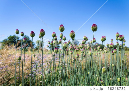 Beautiful purple green blooming round-headed garlic flower, allium sphaerocephalon on blurred meadow 58248782