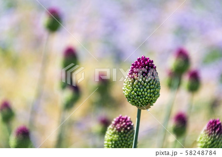 Beautiful purple green blooming round-headed garlic flower, allium sphaerocephalon on blurred meadow Beautiful purple green blooming round-headed garlic flower, allium sphaerocephalon on blurred meadow 58248784