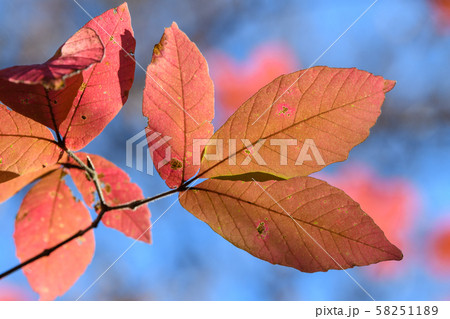 メグスリノキの紅葉 58251189