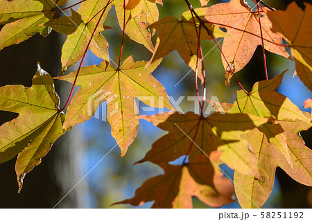 イタヤカエデの紅葉の写真素材