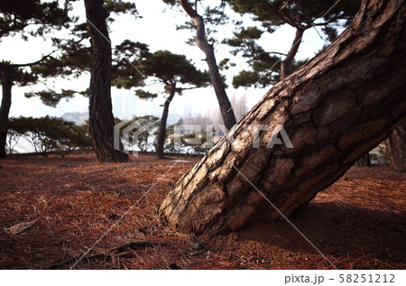 Ilsan Lake Park in Goyang-si, South Korea. The largest artificial lake park in the Orient. Ilsan Lake Park in Goyang-si, South Korea. The largest artificial lake park in the Orient. 58251212