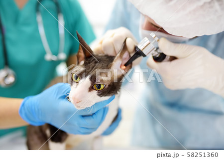 Two veterinarian doctor checking the ears of cat Two veterinarian doctor checking the ears of cat 58251360