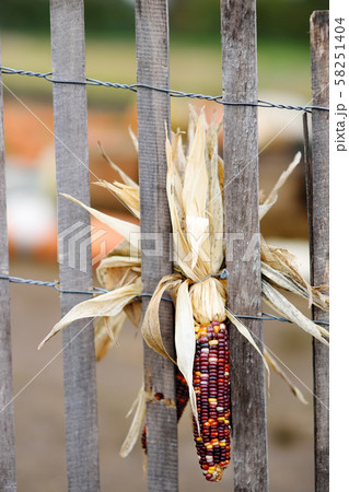 Pumpkin farm fence decorated with indian corn. Pumpkin farm fence decorated with indian corn. 58251404