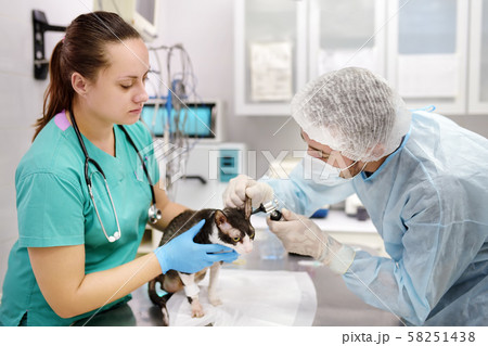 Veterinarian examines a cat of a disabled Cornish Rex Veterinarian examines a cat of a disabled Cornish Rex 58251438
