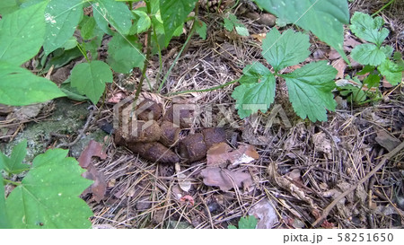 Poop or poo stool wild hound in nature park 58251650