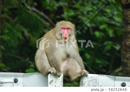 サル（茂庭） 58252649