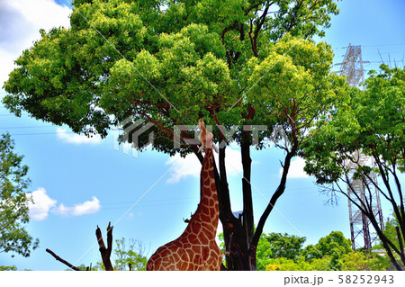 横浜ズーラシア動物園キリン 58252943