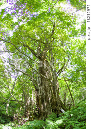 大カツラ 山形県 鮭川村 大カツラ 山形県 鮭川村 58252972