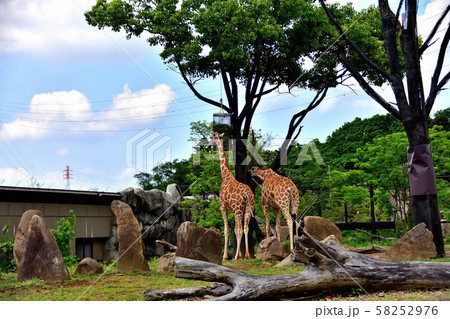 横浜ズーラシア動物園キリン 58252976