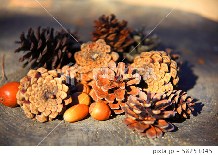 切株の上に置かれた松ぼっくりとどんぐり 58253045