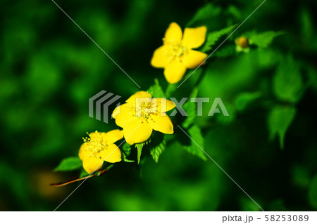 ヤマブキ 一重の花咲く ヤマブキ 一重の花咲く 58253089