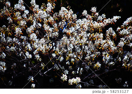 桜　シデザクラの花 58253127