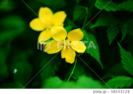 雨上がり、山吹の花咲く 58253128