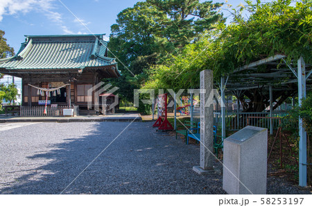 菖蒲神社 境内 拝殿と藤棚 久喜市菖蒲町 菖蒲神社 境内 拝殿と藤棚 久喜市菖蒲町 58253197