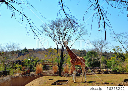横浜ズーラシア動物園キリン 58253292