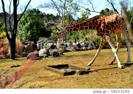 横浜ズーラシア動物園キリン 横浜ズーラシア動物園キリン 58253295