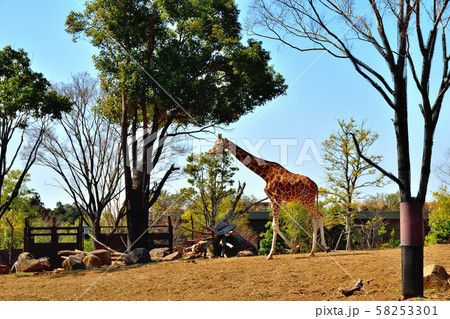 横浜ズーラシア動物園キリン 横浜ズーラシア動物園キリン 58253301