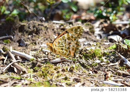 ツマグロヒョウモン オス ツマグロヒョウモン オス 58253388