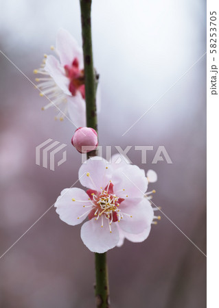ピンクの梅の花 ピンクの梅の花 58253705