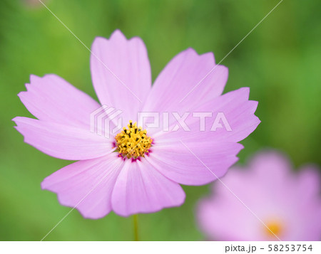 コスモスの花 58253754