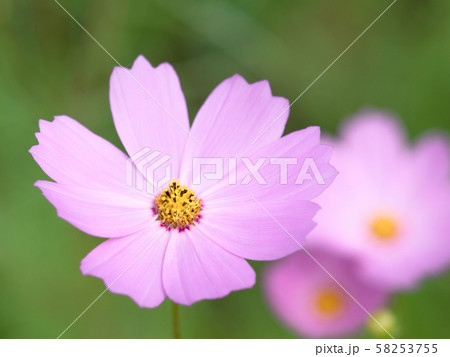 コスモスの花 コスモスの花 58253755
