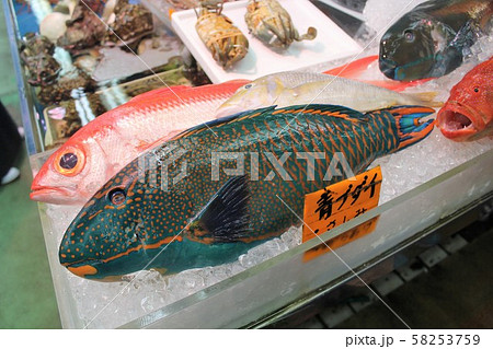 アオブダイ、沖縄牧志公設市場にて アオブダイ、沖縄牧志公設市場にて 58253759