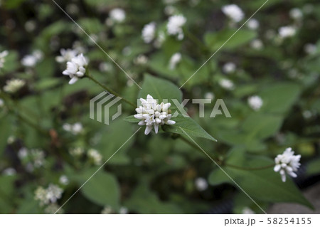 ミゾソバ 花 自然 58254155