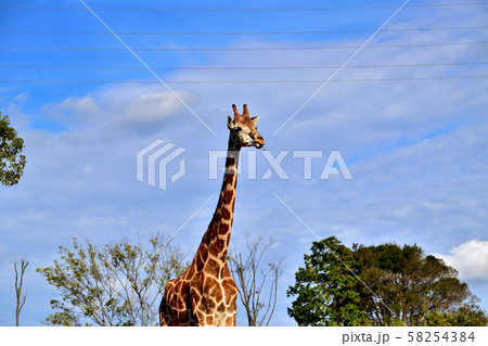 横浜ズーラシア動物園キリン 横浜ズーラシア動物園キリン 58254384