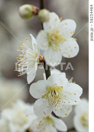 白い梅の花の写真素材