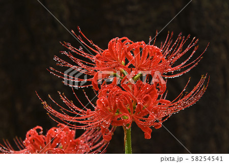 彼岸花 彼岸花 58254541