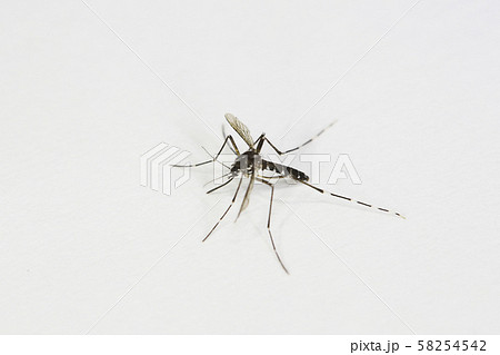 ヒトスジシマカ 雌 成虫  ヒトスジシマカ 雌 成虫  58254542